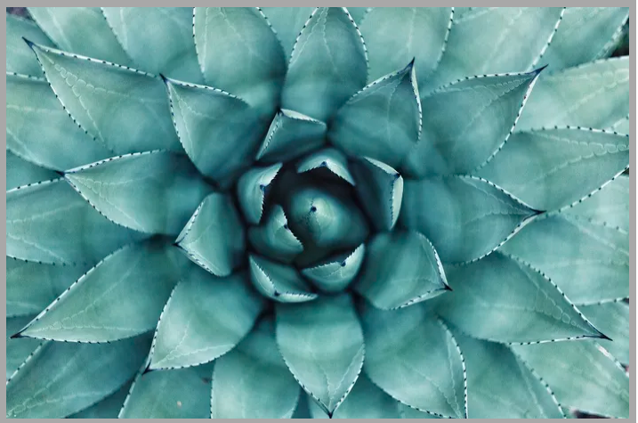 Peaceful succulent representing growth and healing